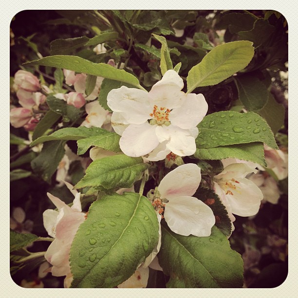 Apfelblüte im Alten Land