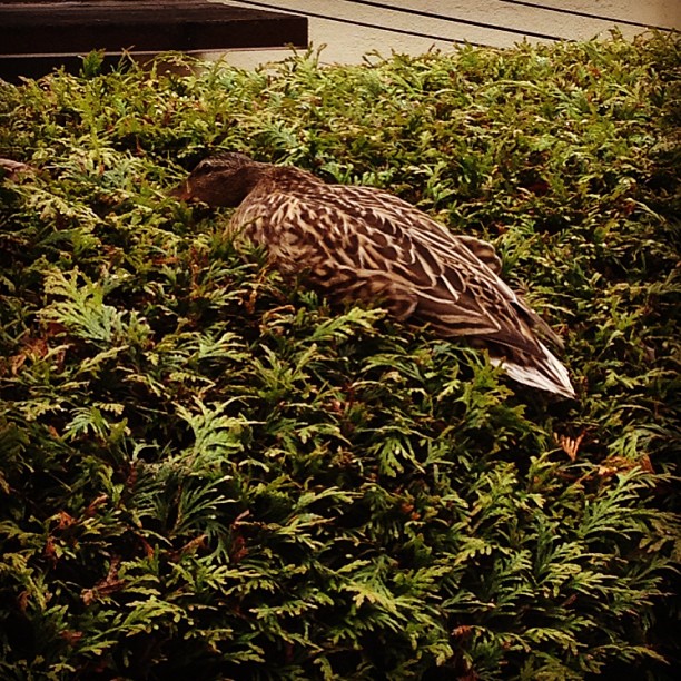 Zu Besuch...auf unserer Hecke